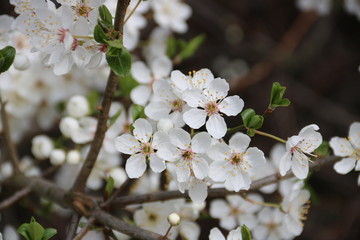 Obraz premium Baum mit Kirschblüten im Frühling