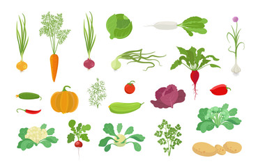 Vegetables harvest plant icon set. Vector farm plants. Onion carrot cabbage, garlic pumpkin dill tomato and many other. Popular vegetables set.