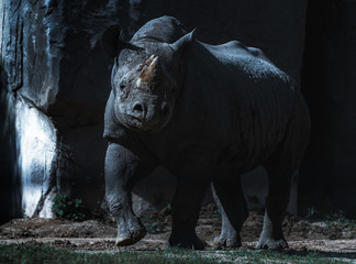 night life Rhino