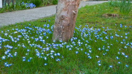 Blaue Frühlingsverheißung