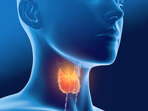 Thyroid gland of a woman, medically 3D illustration on blue background