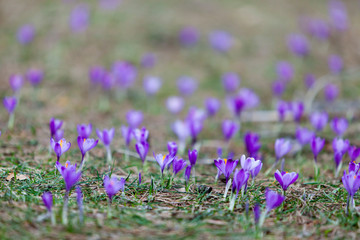 Obraz premium Flowering crocus in early spring