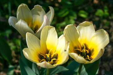 Obraz premium Beautiful white and yellow tulips with green leaves, blurred background in tulips field or in the garden on spring