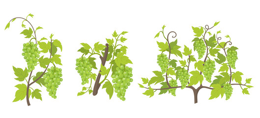 Fototapeta premium Growth stages of grape plant. Vineyard planting increase phases. Vector illustration. Vitis vinifera harvested. Ripening period. The life cycle. Grapes on white background.
