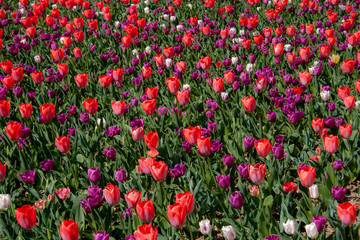 Beautiful pink, purple and white tulips with green leaves, blurred background in tulips field or in the garden on spring