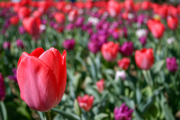 Obraz premium Beautiful pink, purple and white tulips with green leaves, blurred background in tulips field or in the garden on spring