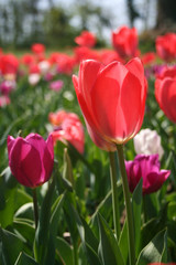 Beautiful pink, purple and white tulips with green leaves, blurred background in tulips field or in the garden on spring