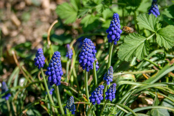 Muscari botryoides commonly known as grape hyacinth, purple flower with bee and green grass