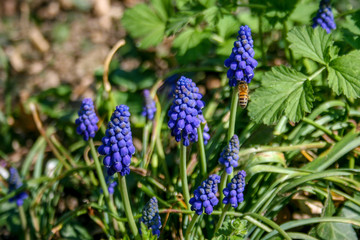 Muscari botryoides commonly known as grape hyacinth, purple flower with bee and green grass