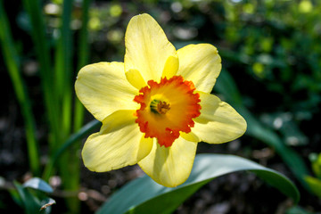 Wonderful yellow and orange daffodil flower, narcissus, spring perennial flower and plants, with blurred background, green leaves and grass