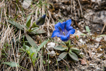 Großer Enzian Blüte und Knospe im Frühling