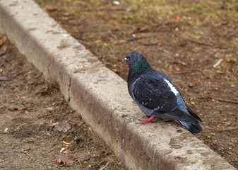 pigeon on the curb
