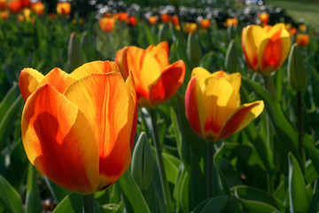 Fototapeta premium Beautiful orange and yellow tulips with green leaves, blurred background in tulips field or in the garden on spring