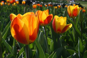 Beautiful orange and yellow tulips with green leaves, blurred background in tulips field or in the garden on spring