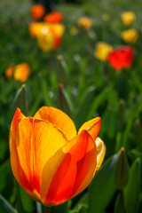 Beautiful orange and yellow tulips with green leaves, blurred background in tulips field or in the garden on spring