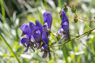 Sch&ouml;ner Giftiger Blauer Eisenhut 