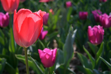 Beautiful red and purple tulips with green leaves, blurred background in tulips field or in the garden on spring