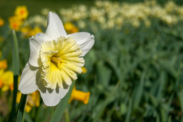 Wonderful white and yellow daffodil, narcissus, spring perennial flower and plants, with blurred background, green leaves and grass