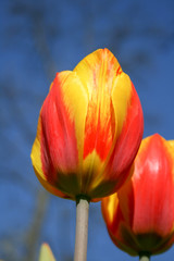 Two beautiful orange and yellow tulips with green leaves, blurred background in tulips field or in the garden on spring, with blue sky