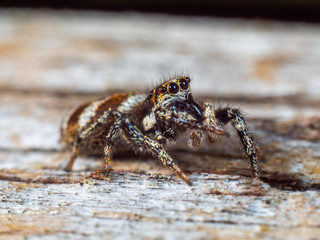 Zebra Jumping Spider, Salticus scenicus