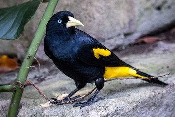bird