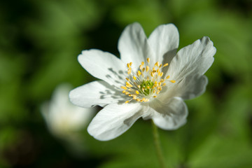 White thimbleweed on close-up