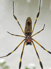 Araña amarilla de espaldas