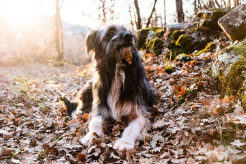 Naklejka na ściany i meble Laidback dog in the forest