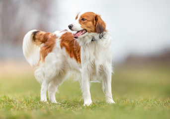 Portrait of a dog