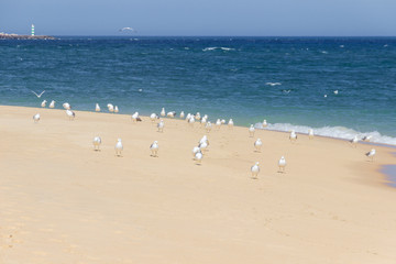 Ilha Deserta in Faro in Algarve (Portugal)