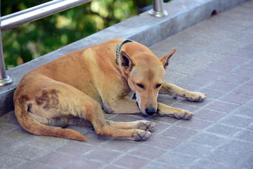 Stray dogs lying on the floor
