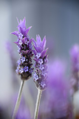 Violet lavender field in Almeria, Spain. Close up lavender flowers - 259173017