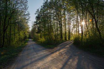 Two roads into the forest illuminated by the sun