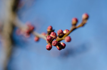 Red young buds of apricot in Spring Garden on a sunny day