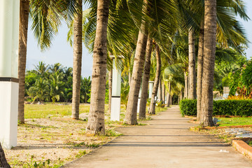 street lamp and coconut tree and walkway at garden park near the beach at evening with sunshine