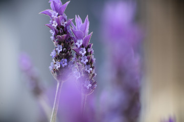 Violet lavender field in Almeria, Spain. Close up lavender flowers - 259173084