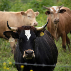 Cattle in the meadow