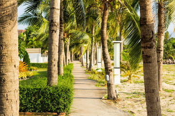 street lamp and coconut tree and walkway at garden park near the beach at evening with sunshine
