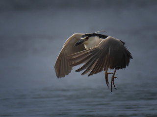 black-crowned night heron flies close up