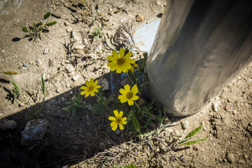 Amarillo power