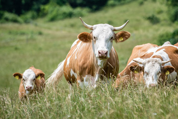 Aug in Aug mit einer Mutter Kuh © Ingeborg Zeh