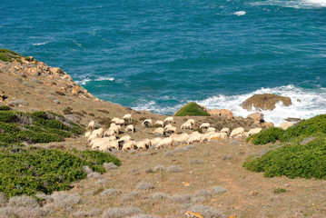 Veduta di Capo Pecora