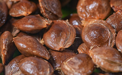 bones apricots close up macro food concept