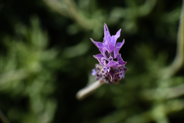 Violet lavender field in Almeria, Spain. Close up lavender flowers - 259174004