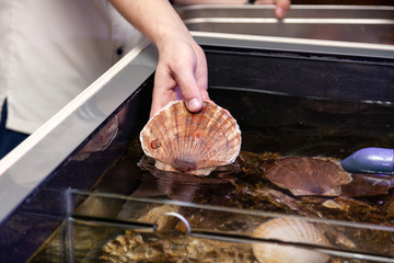 Chef cook michelin restaurant in white uniform is holding fresh big fresh scallop. Concept useful seafood, delicacy, healthy food in the menu of elite five star hotel