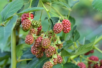 Organic juicy fresh blackberries on a branch and blurred green leaves. Bush with beautiful ripening blackberry berries. Many delicious sweet black berry and unripe red berries in the garden.