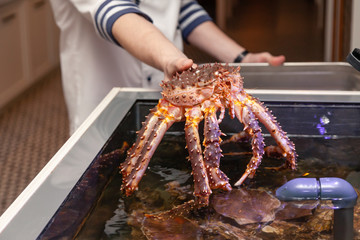 Chef cook michelin restaurant in white uniform is holding fresh big kamchatka crab. Concept healthy...