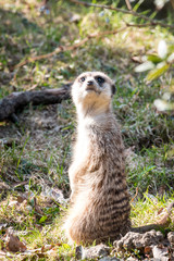 suricate