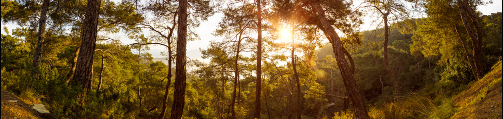 Panoramic of a dense forest at sunrise with the light shining through the branches panoramic