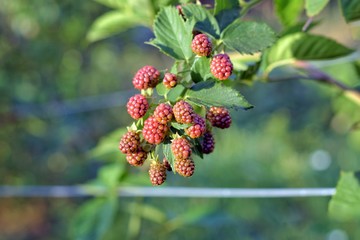 Organic juicy fresh blackberries on a branch and blurred green leaves. Bush with beautiful ripening blackberry berries. Many delicious sweet black berry and unripe red berries in the garden.